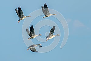 Flock of GreylagÂ GeeseÂ Flight Anser anser